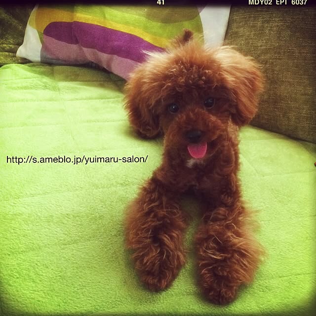 yuimaruさんの実例写真