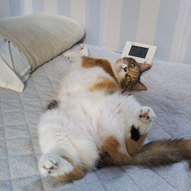yukieさんの実例写真