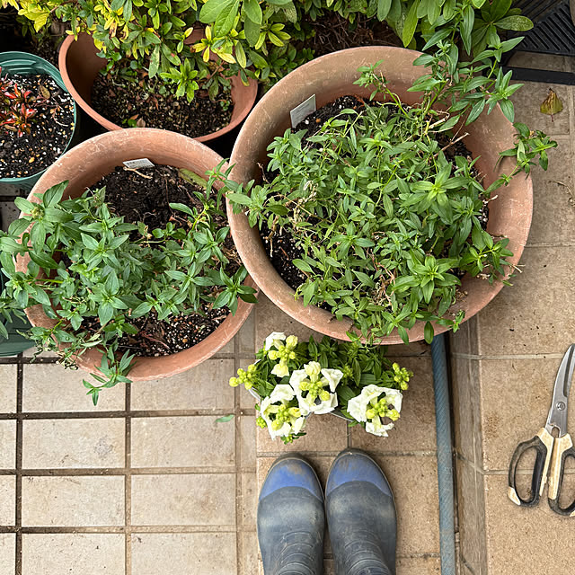 mamizaさんの部屋