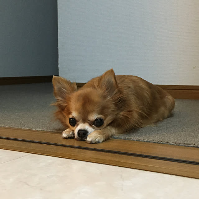 koroさんの実例写真