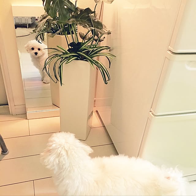Mopmamaさんの実例写真