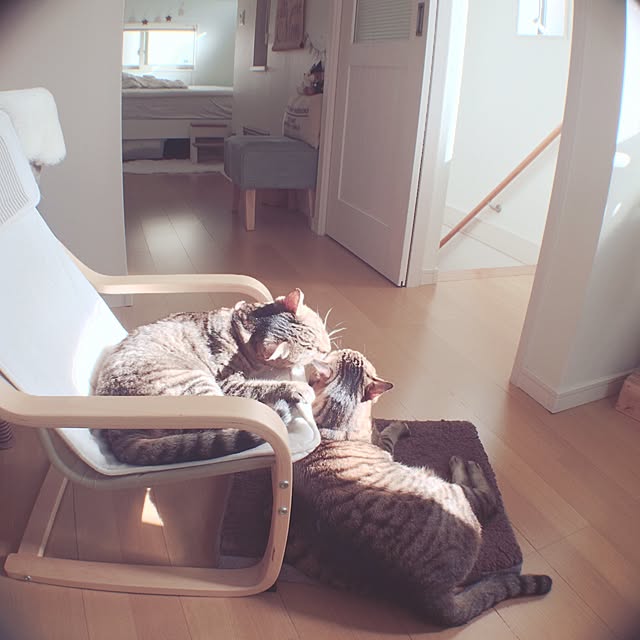 lovecatさんの実例写真