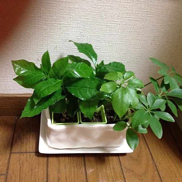 kiyomiさんの実例写真