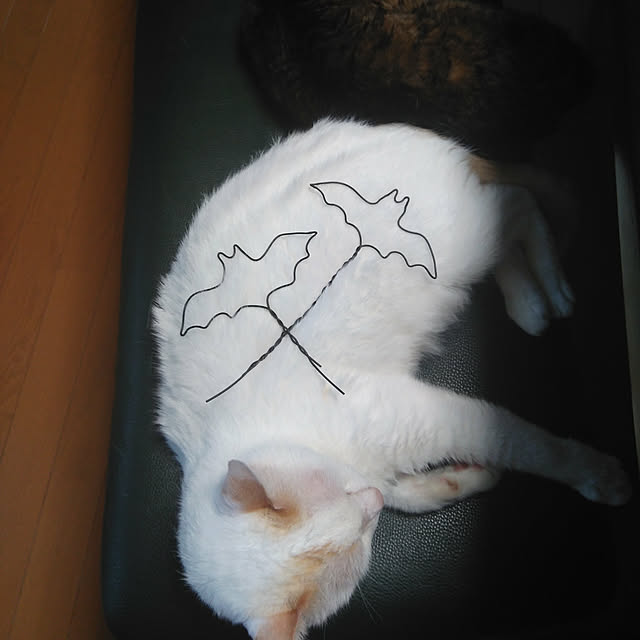 posauruさんの実例写真