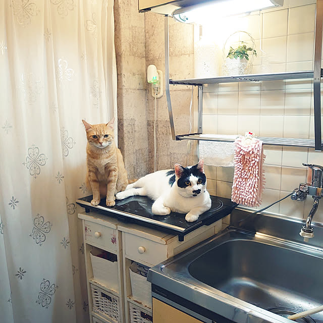 asuminさんの実例写真