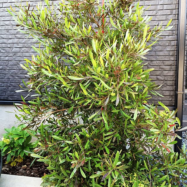 yasuyoさんの実例写真