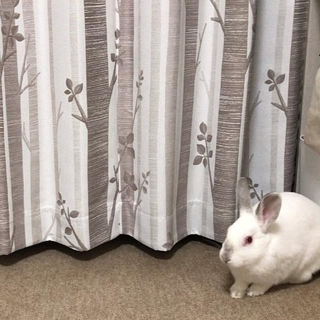 rukoさんの実例写真