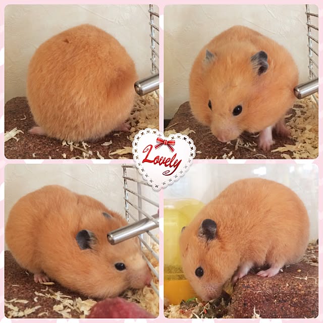 HappyRoseさんの実例写真