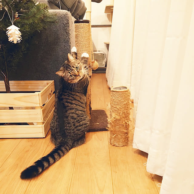 mochicoさんの実例写真