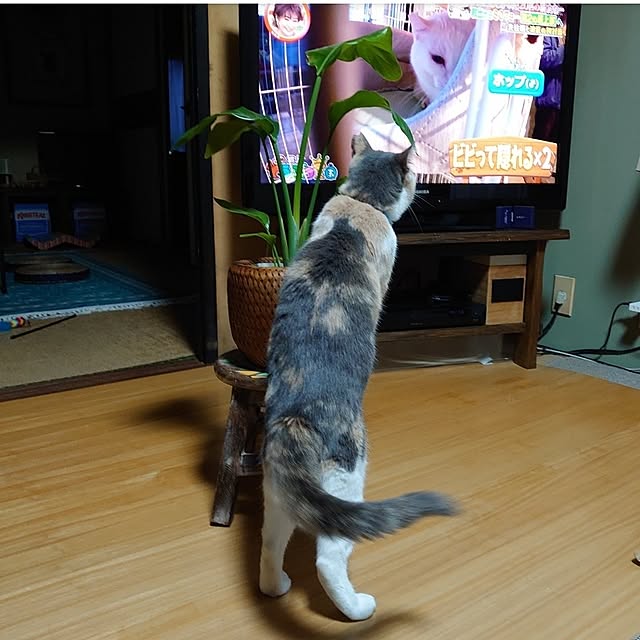 fukuさんの部屋