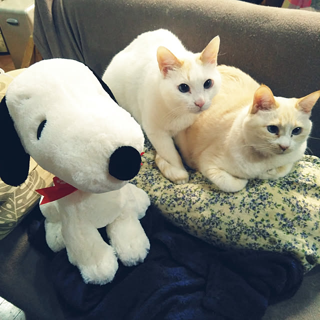 posauruさんの実例写真