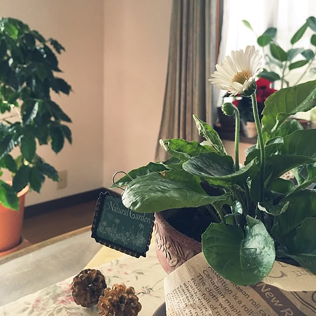 niconさんの実例写真