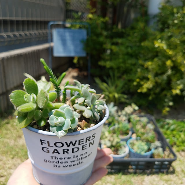 玄関/入り口/観葉植物♡/ガーデン雑貨/3coins♡/おうち時間...などのインテリア実例 - 2020-05-28 12:43:20