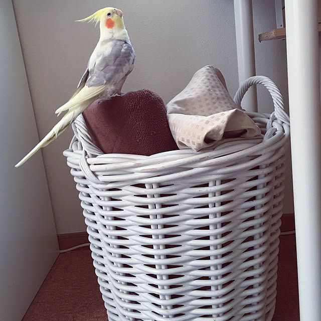 puriyuzuさんの実例写真