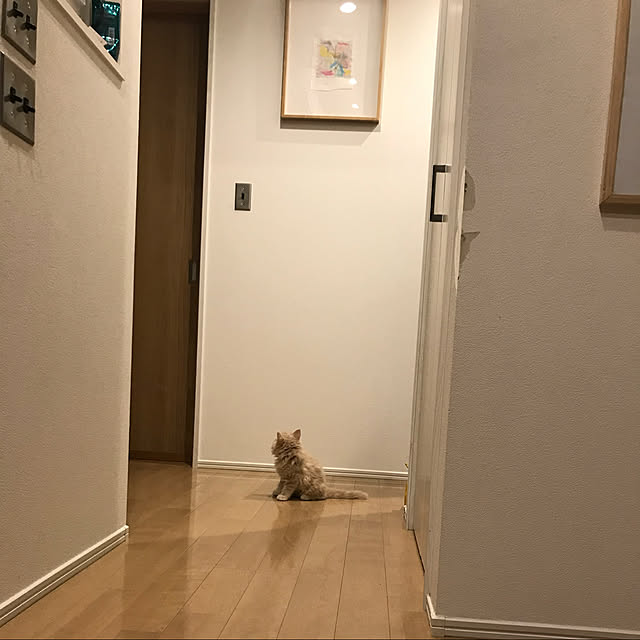 IKEA/アメリカンスイッチ/子猫と暮らす/子猫が来ました/子猫...などのインテリア実例 - 2022-05-02 23:29:20