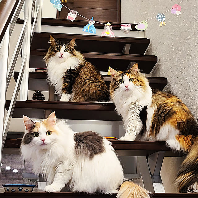 akiko6193さんの実例写真