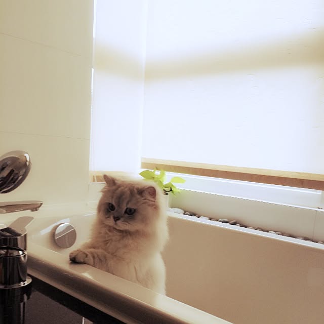 バス/トイレのインテリア実例 - 2014-07-24 17:29:55
