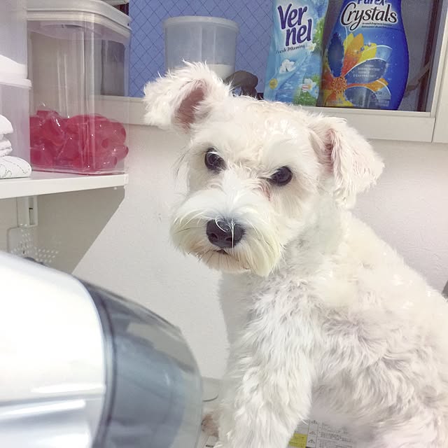suzyさんの実例写真