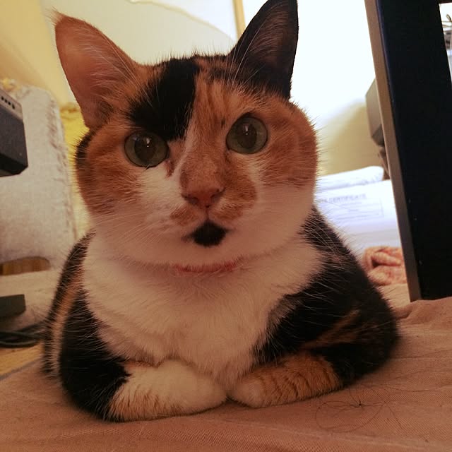 実例写真