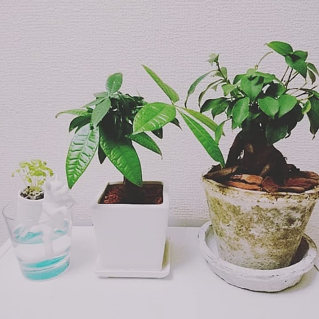 moneさんの実例写真
