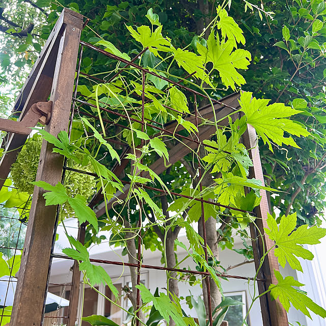 pitaさんの部屋