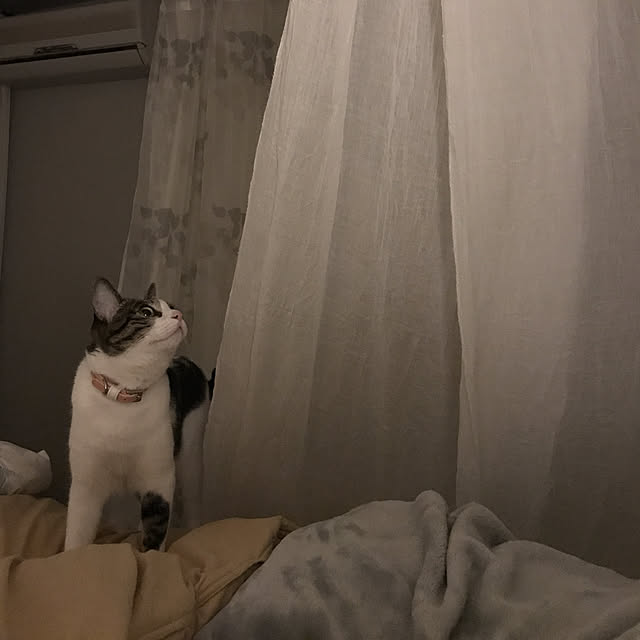 Shihoさんの実例写真