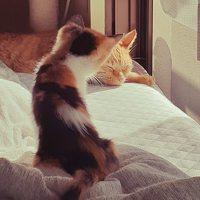 chisaviさんの実例写真