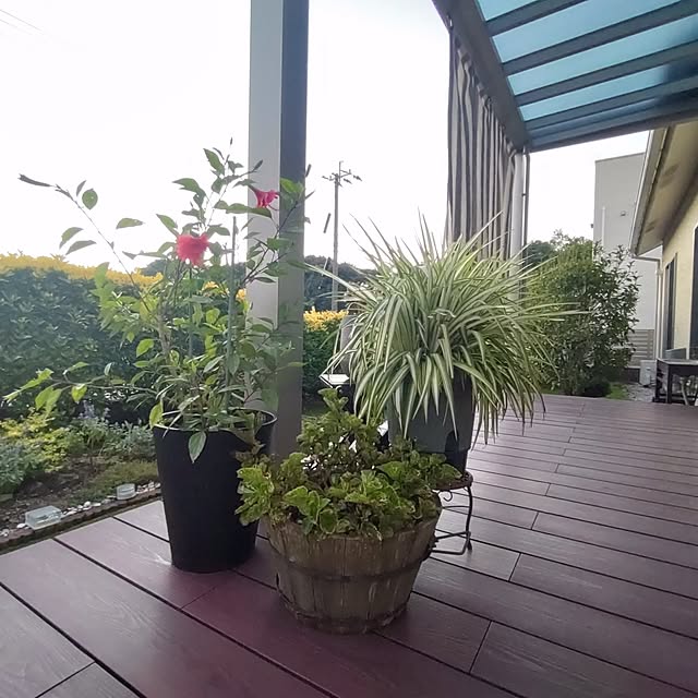 38catさんの部屋