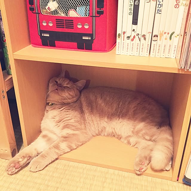 cocoさんの実例写真