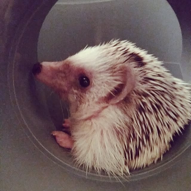 kuruさんの実例写真