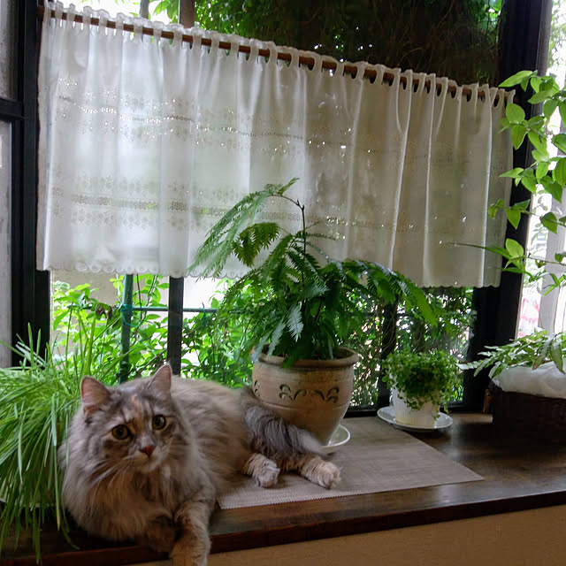 justyさんの実例写真