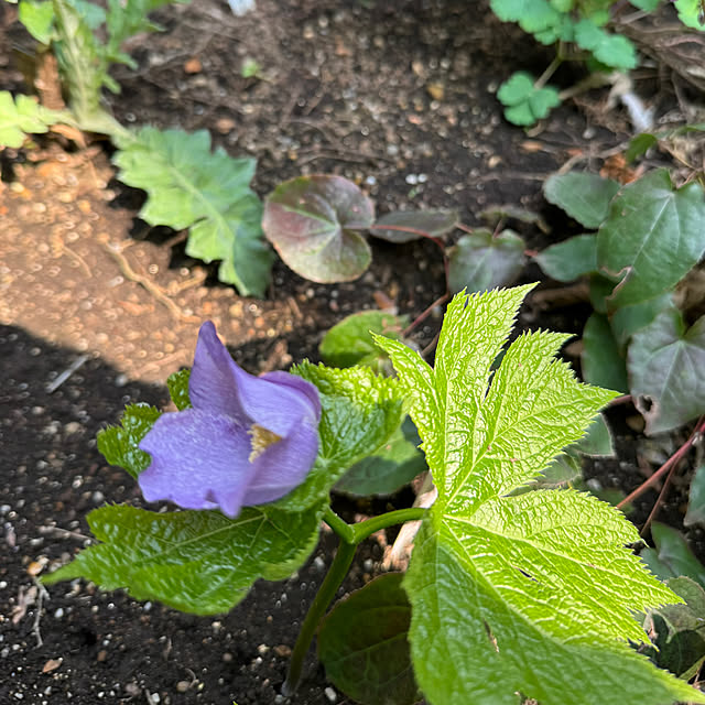 mamizaさんの部屋