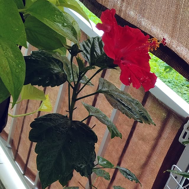 runaさんの部屋