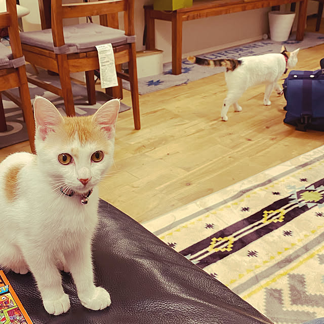 Kuronecoさんの実例写真