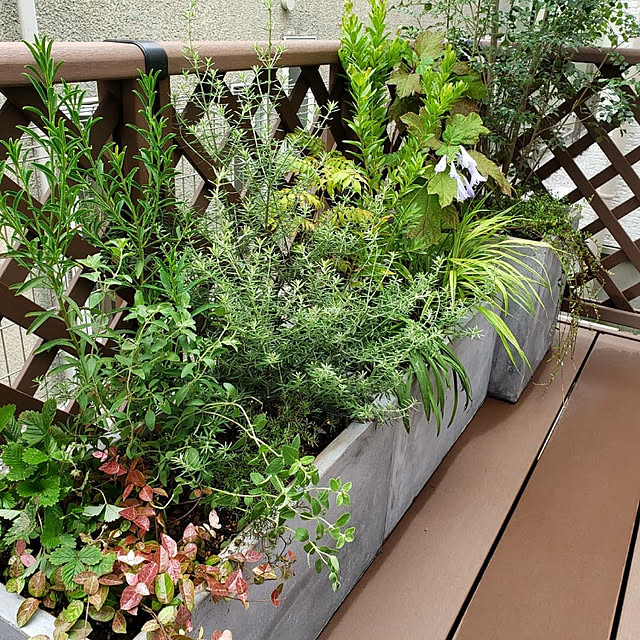 部屋全体/観葉植物のインテリア実例 - 2020-05-24 12:47:48