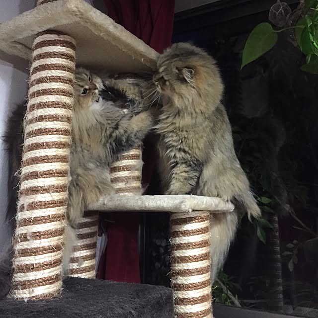 butachanさんの実例写真