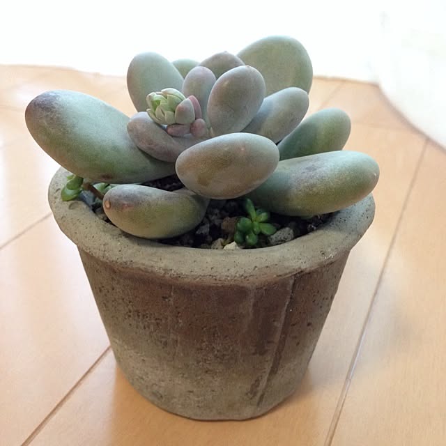 rokorokoさんの実例写真