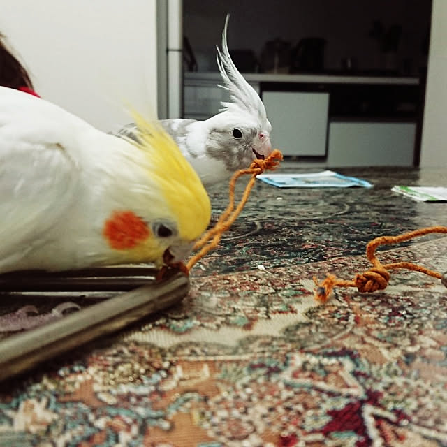 MIUOOさんの実例写真