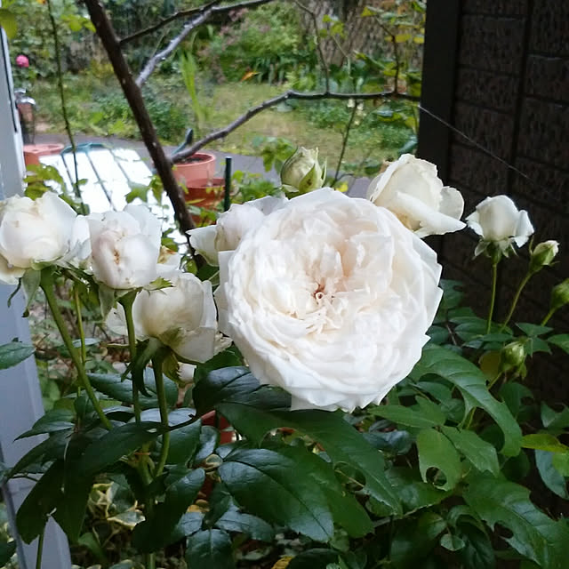 yum0408さんの実例写真