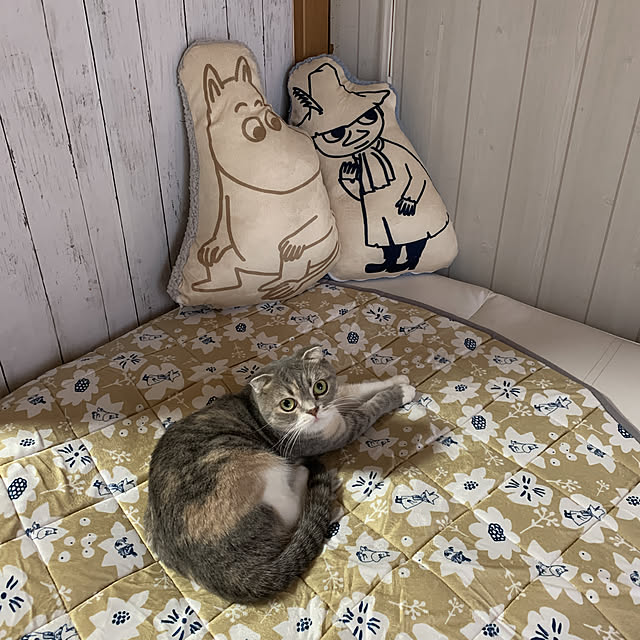 CATさんの実例写真