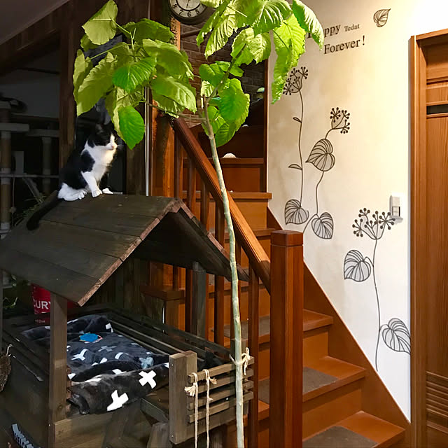butachanさんの実例写真