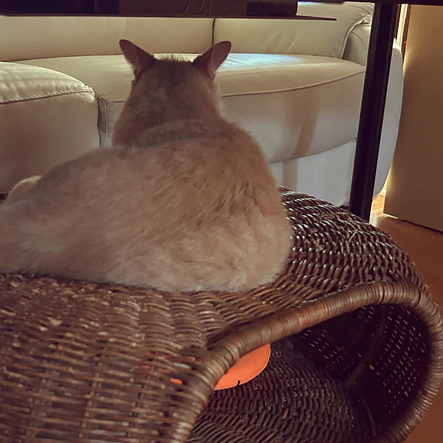 mikan161さんの実例写真