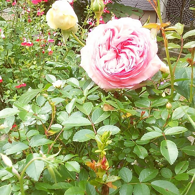 Tomopさんの実例写真