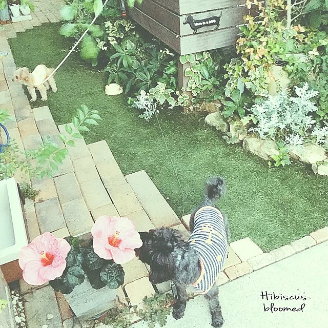 risaさんの実例写真