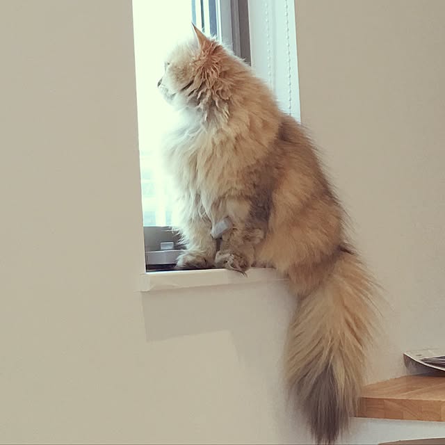 koumeさんの実例写真
