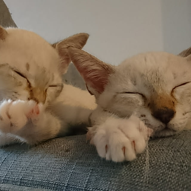poniさんの実例写真