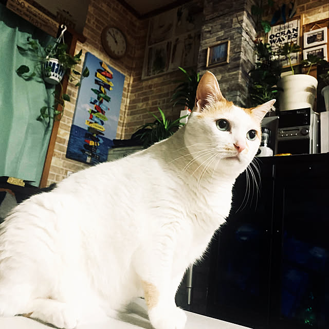 tututu0204さんの実例写真
