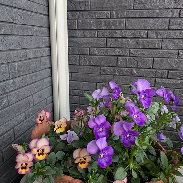 minnieさんの部屋