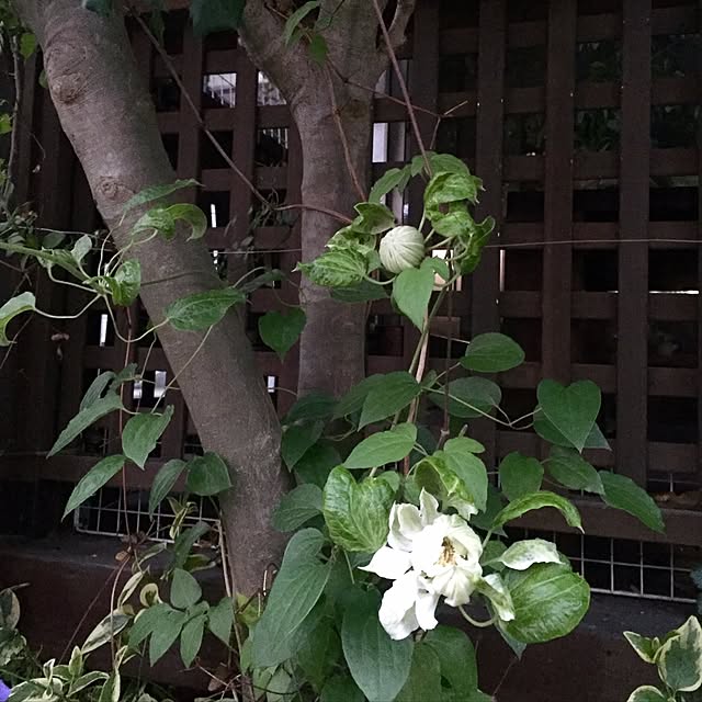 butachanさんの実例写真