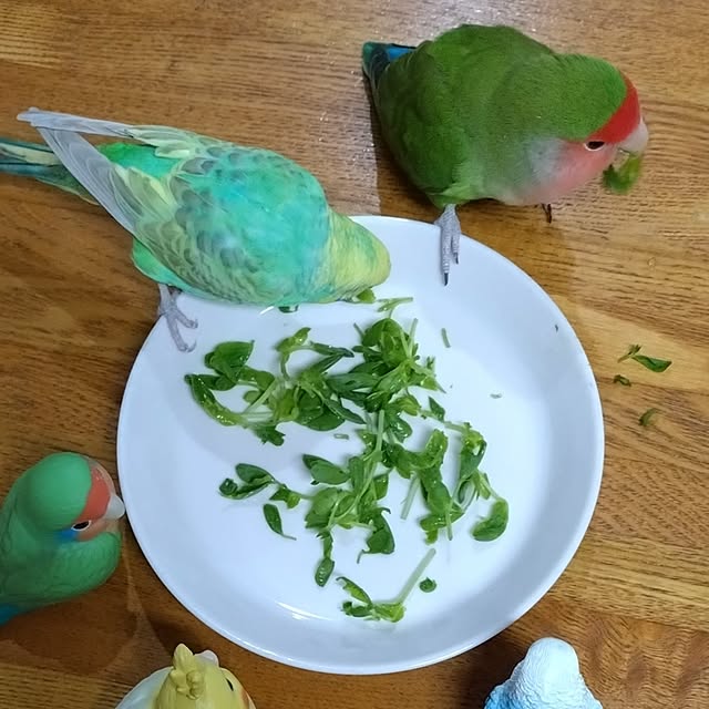 toratanさんの部屋